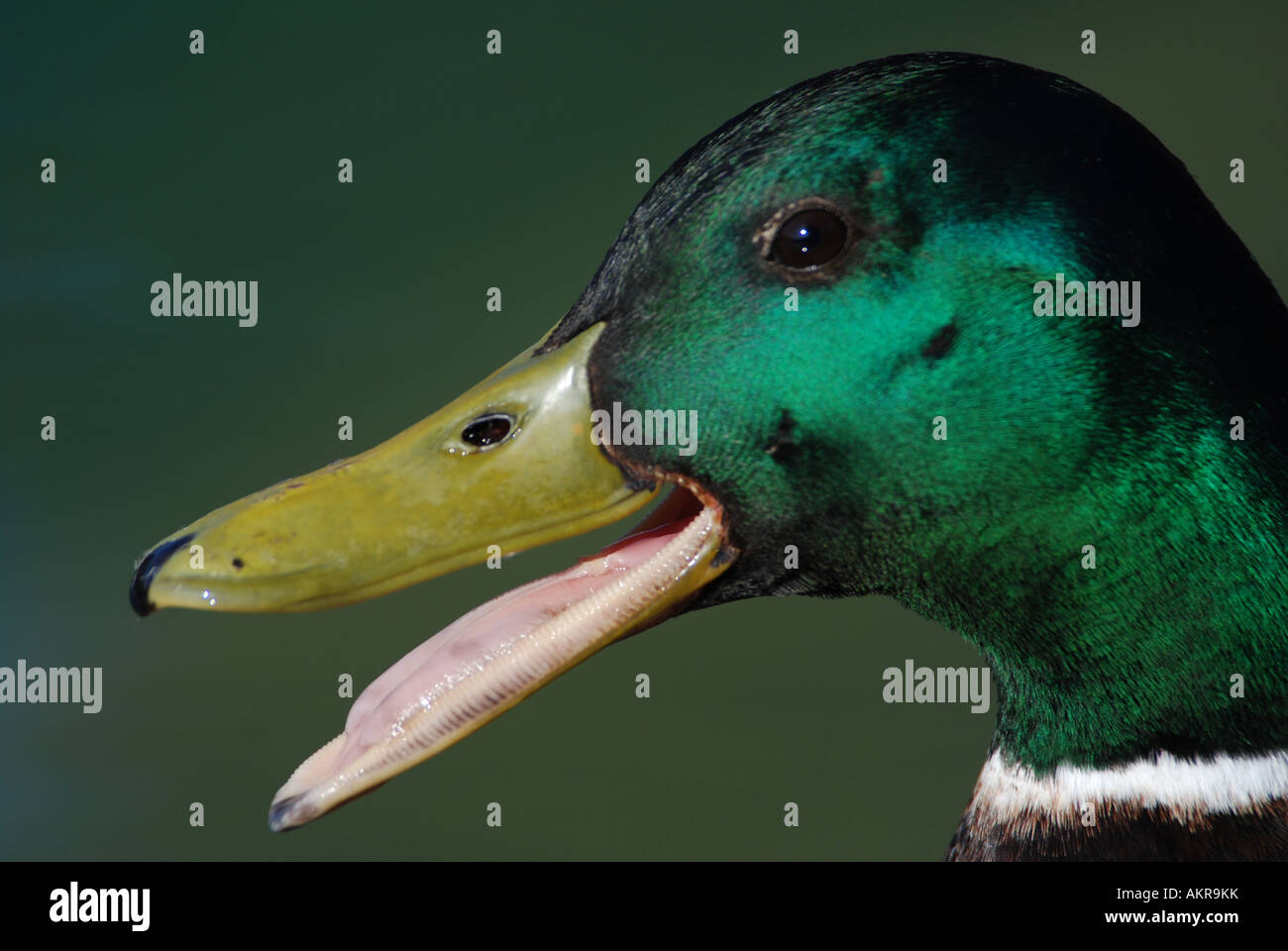 Maschio testa Mallard stockente erpel anas platyrhinchos sul Lago di Thun in Svizzera Foto Stock