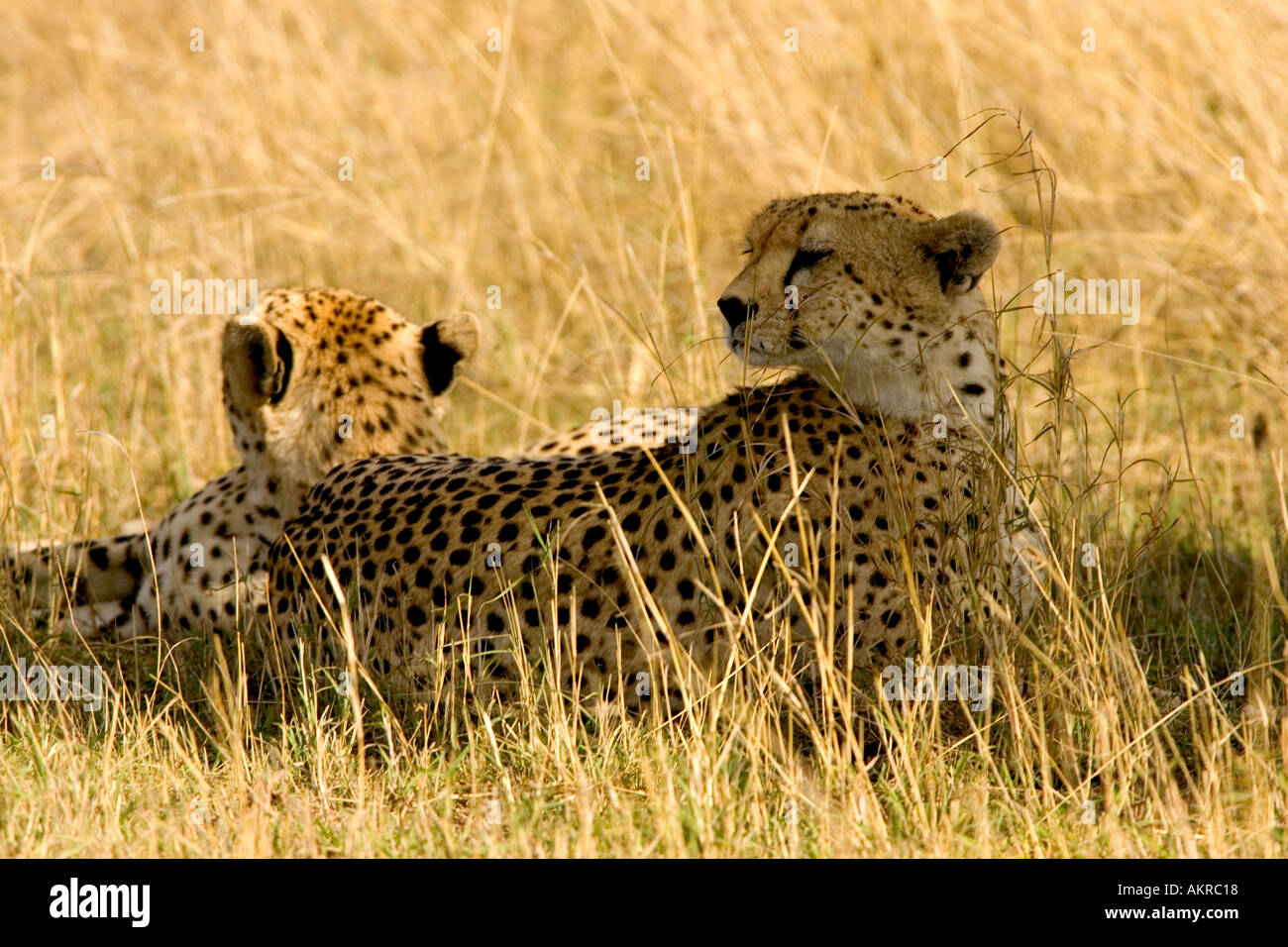 Cheetah riposa all'ombra Foto Stock