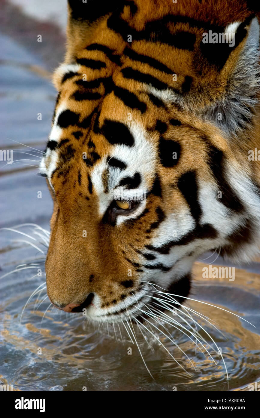 Femmina teste tiger shot presso marwell Zoological Park Regno Unito Foto Stock