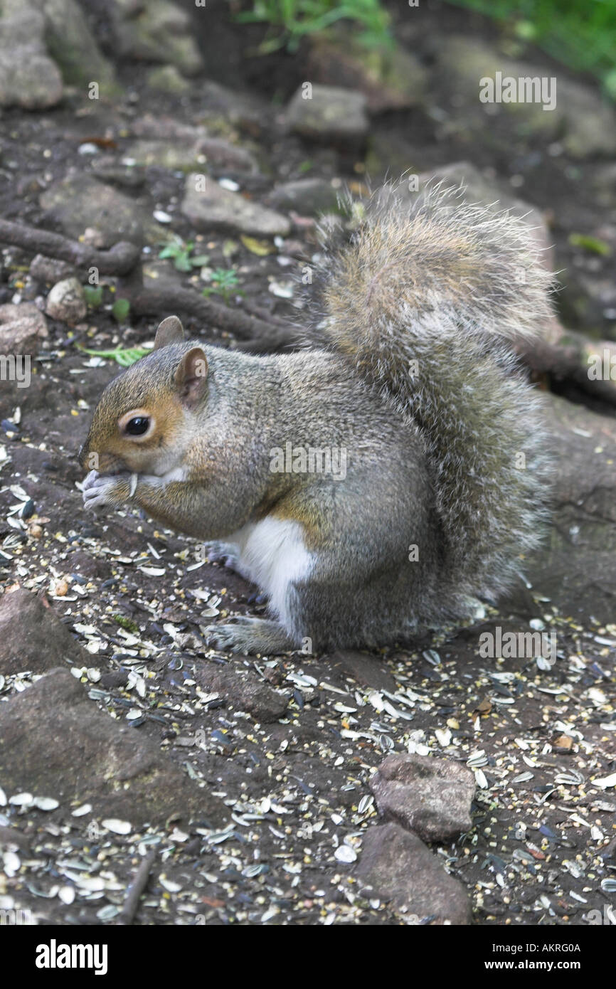 Scoiattolo grigio mangiare Foto Stock
