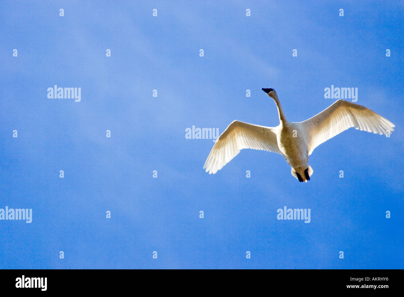 Trumpeter Swan (Cygnus buccinatore) battenti, Johnson DeBay Swan Riserva, Mount Vernon, Skagit Valley, Washington, Stati Uniti d'America Foto Stock