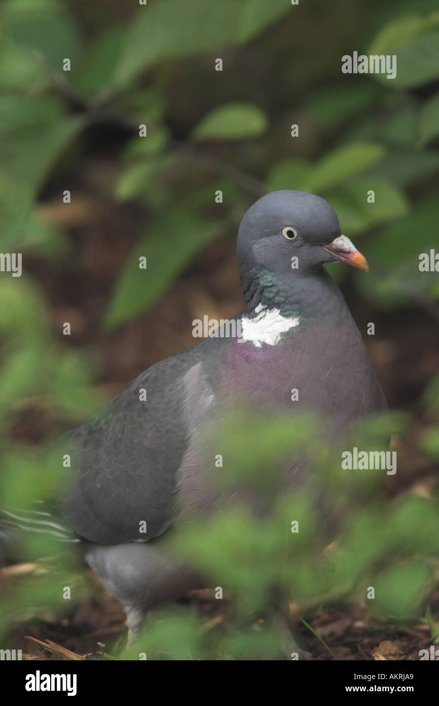 Woodpigeon in un giardino Foto Stock