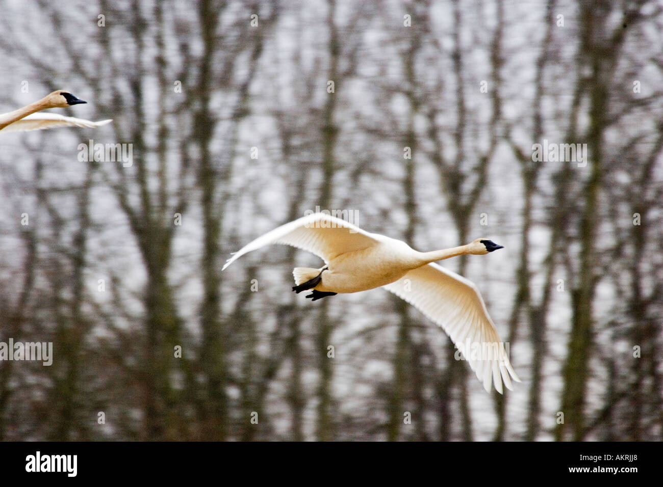 I cigni trombetta (Cygnus buccinatore) battenti, Johnson DeBay Swan Riserva, Mount Vernon, Skagit Valley, Washington, Stati Uniti d'America Foto Stock