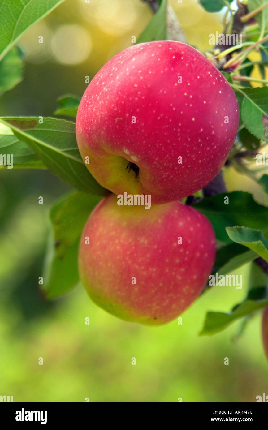 Due mele rosse su un albero di mele nel frutteto Foto Stock