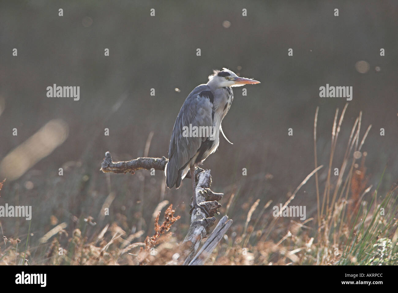 Heron seduto su un moncone in una palude la pesca Foto Stock