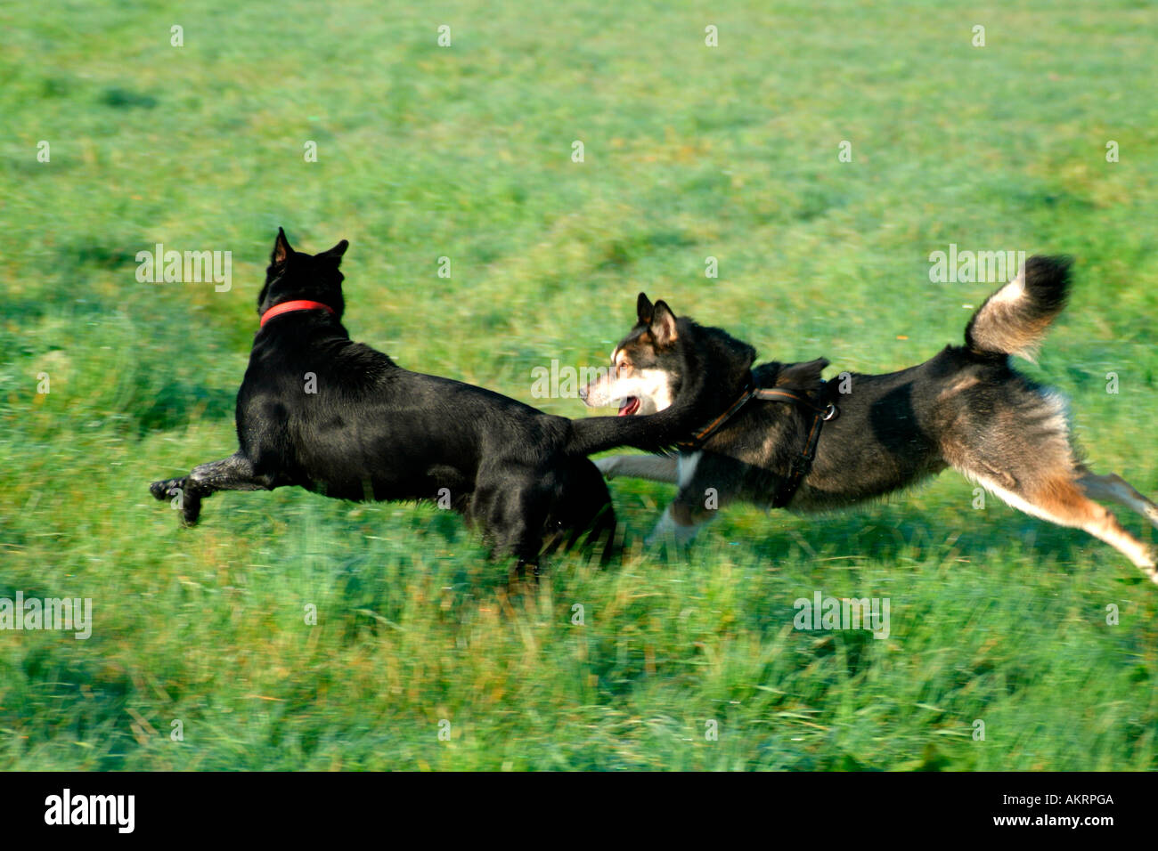 Due cani ibrida in esecuzione insieme su un prato nero Labrador Border Collie mix e mix di Husky Foto Stock