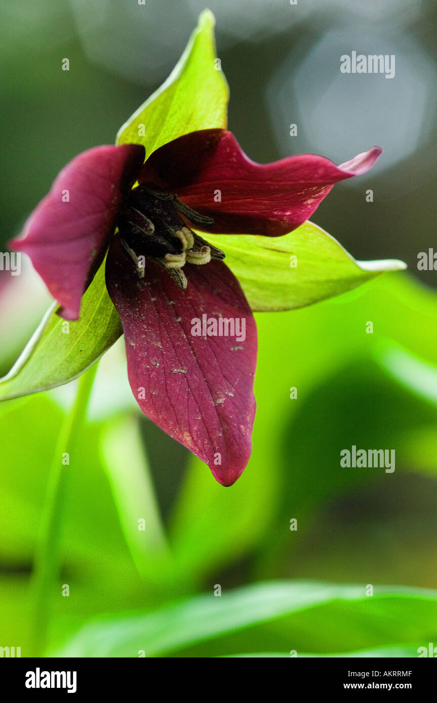 Trillium rosso Foto Stock