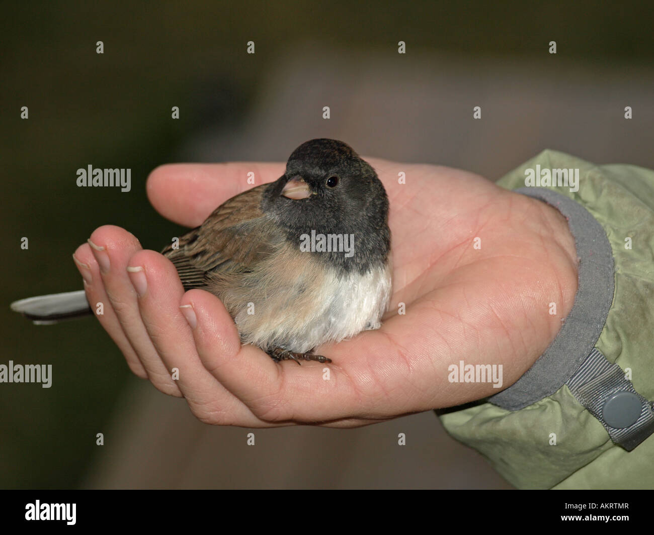 Un piccolo feriti songbird in mano di una bambina Foto Stock