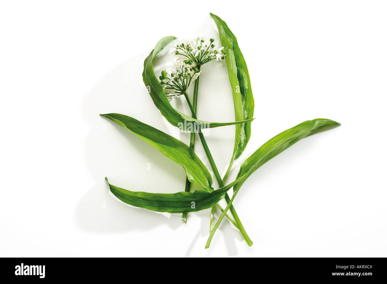 Fioritura ramson, close-up Foto Stock