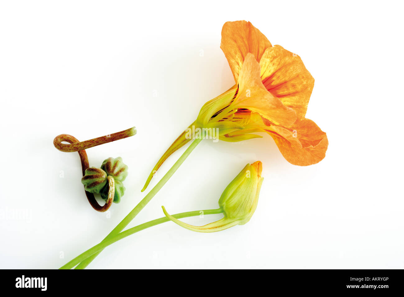 I nasturzi fiori, close-up Foto Stock