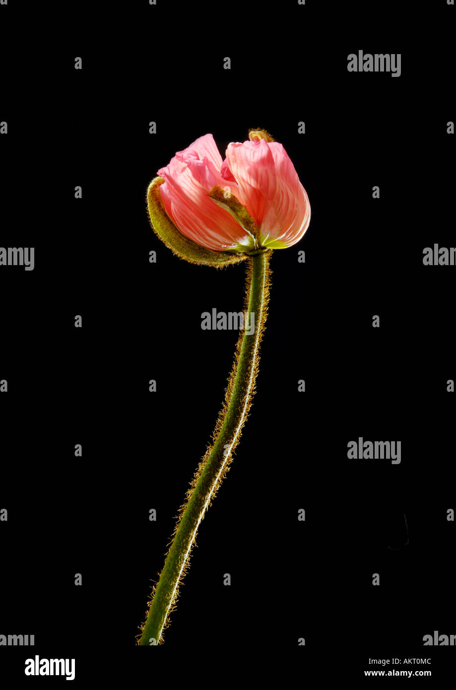 Grande grande grande fiore poppi capsula sagger sonno carta di papavero paperis blossom Papaver su nero Foto Stock