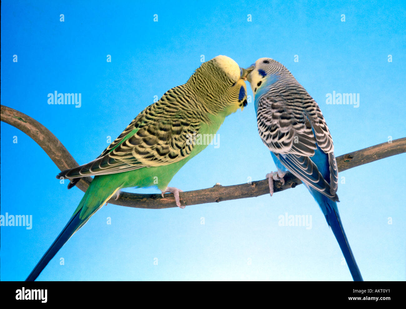 2 due coppia giovane verde e blu alimentazione budgie ogni altro amore kiss kissing seduto su un ramo budgerigar Foto Stock