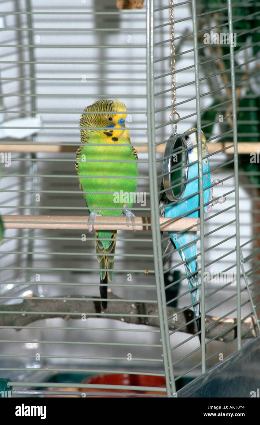 2 due Coppia matura il verde e il blu budgie in birdcage budgerigar parco giochi Parco giochi Foto Stock