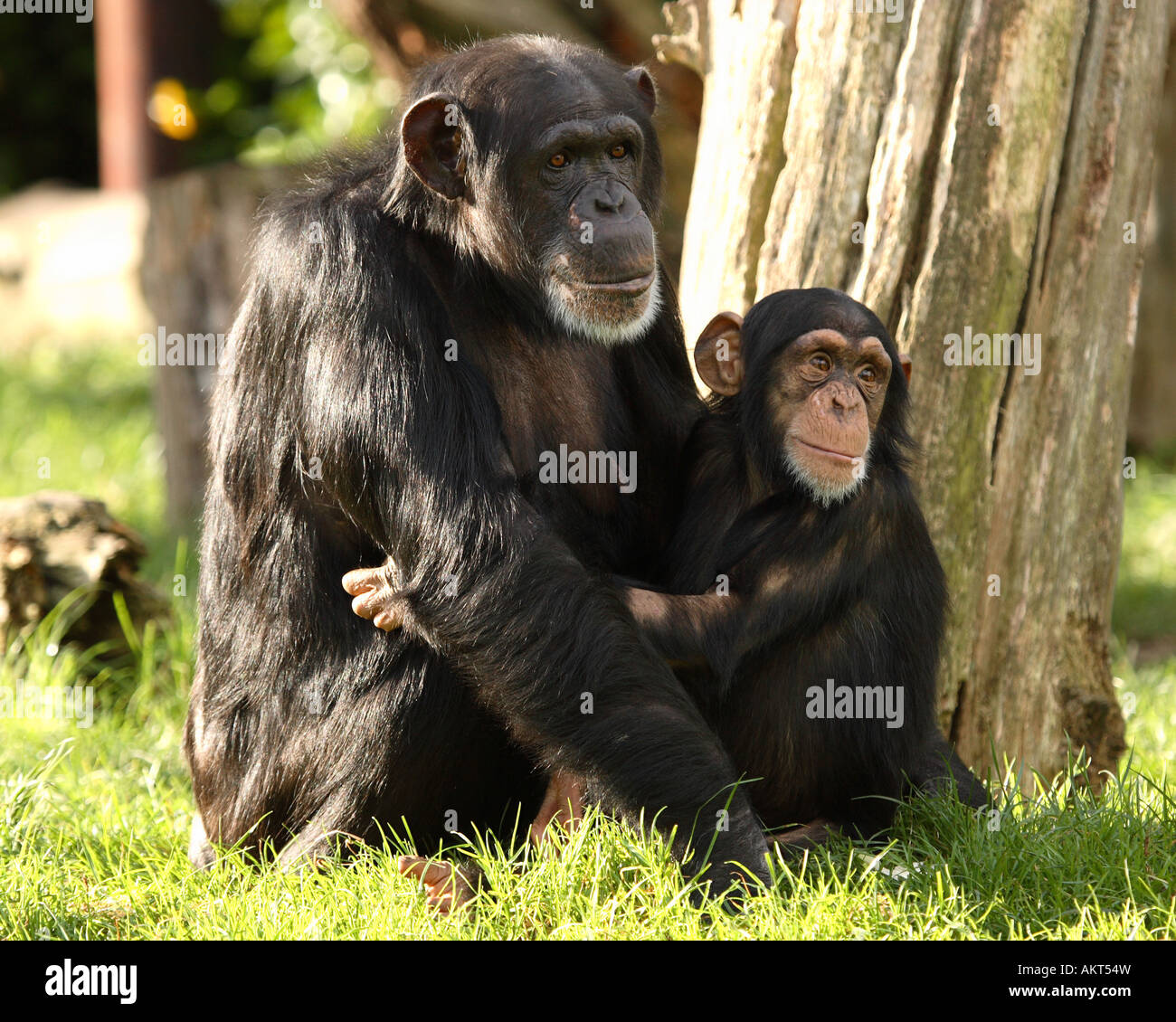 Scimpanzé Foto Stock