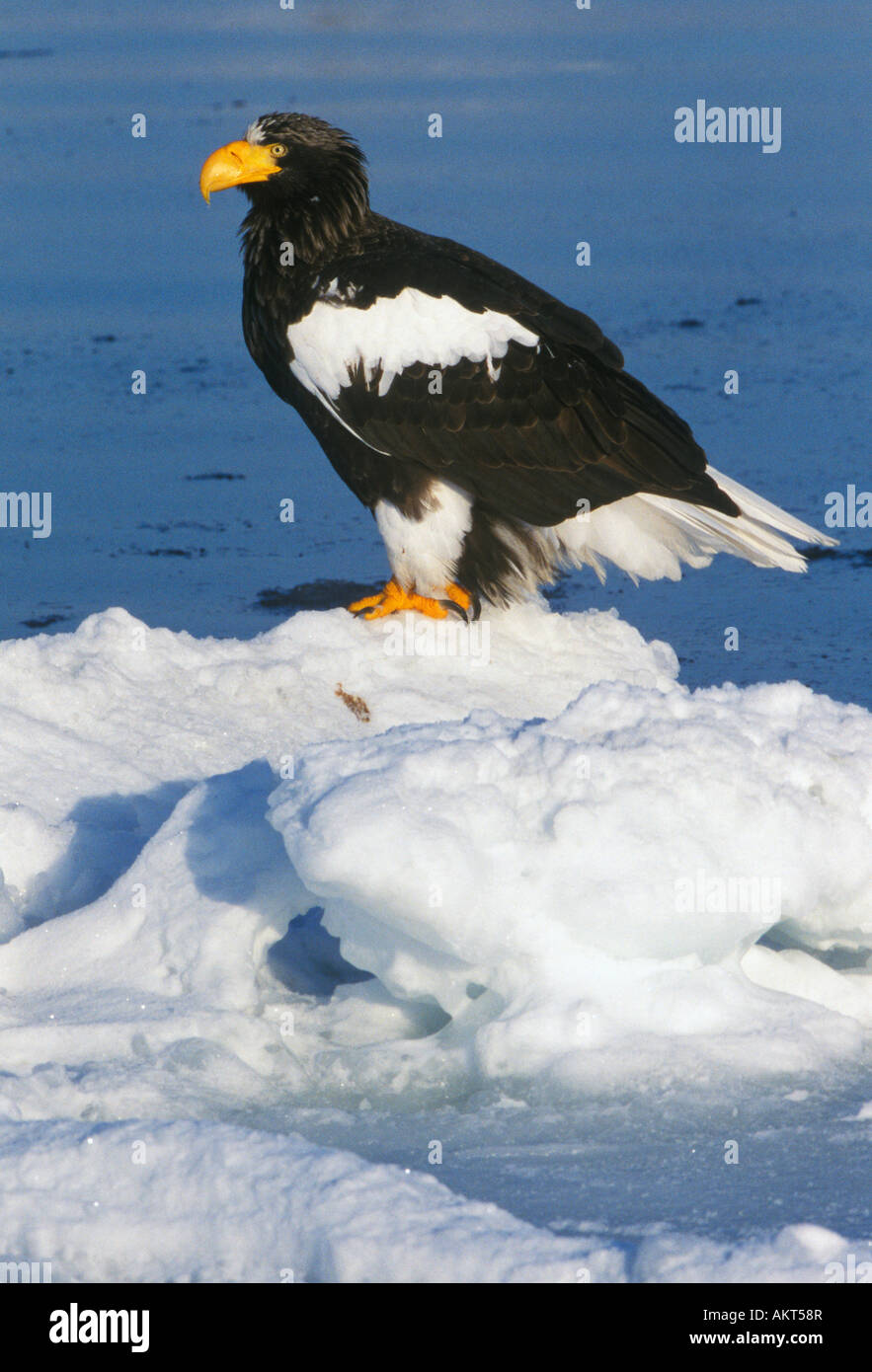 Asia, Giappone, Hokkaido, Raus, Steller's Sea Eagle (Haliaeetus pelagicus) Foto Stock