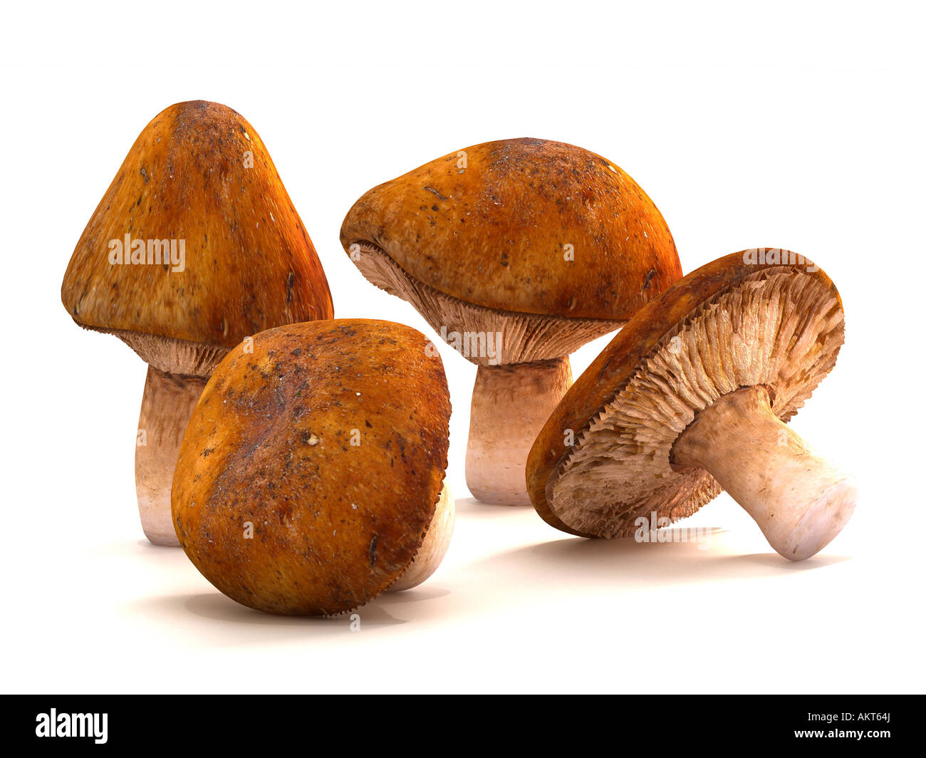 Quattro i classici funghi sagomati da nature gloriosa art. Sparse contro uno sfondo bianco per un facile isolamento. Foto Stock