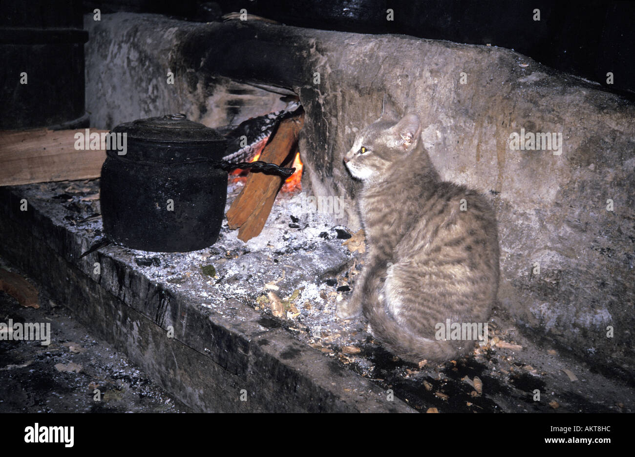 Cat dal fuoco in lodge Everest trail Nepal Foto Stock