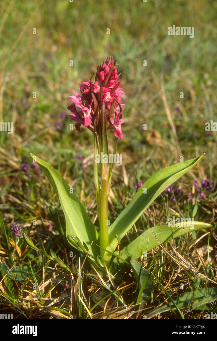 Inizio Purple Orchid Orchis masculs X Southern Marsh orchidea Dactylorhiza Praetermissa, piante in fiore, South Yorkshire, Inghilterra Foto Stock