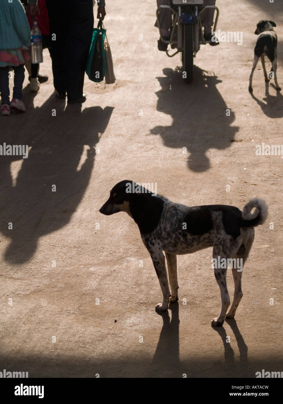 Cane sulla strada al mattino Foto Stock