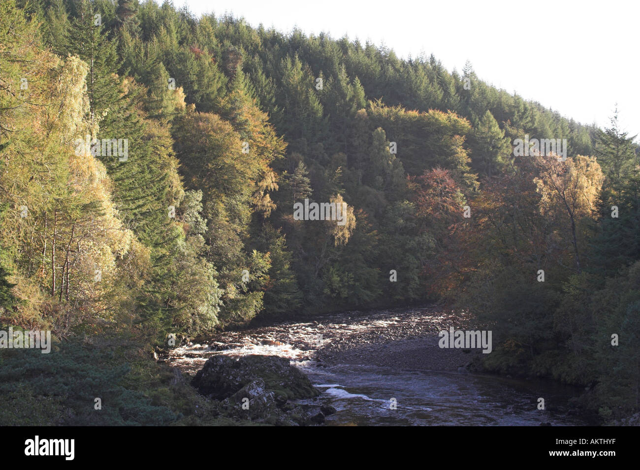 Bosco in autunno colori, Fiume Findhorn Foto Stock