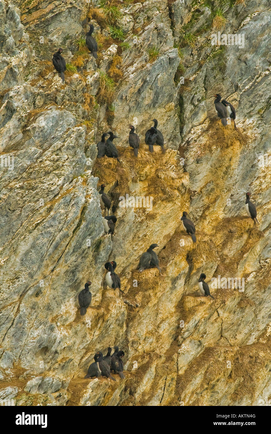 Cormorani lungo la baia di Lapataia vicino a Ushuaia, Argentina Foto Stock