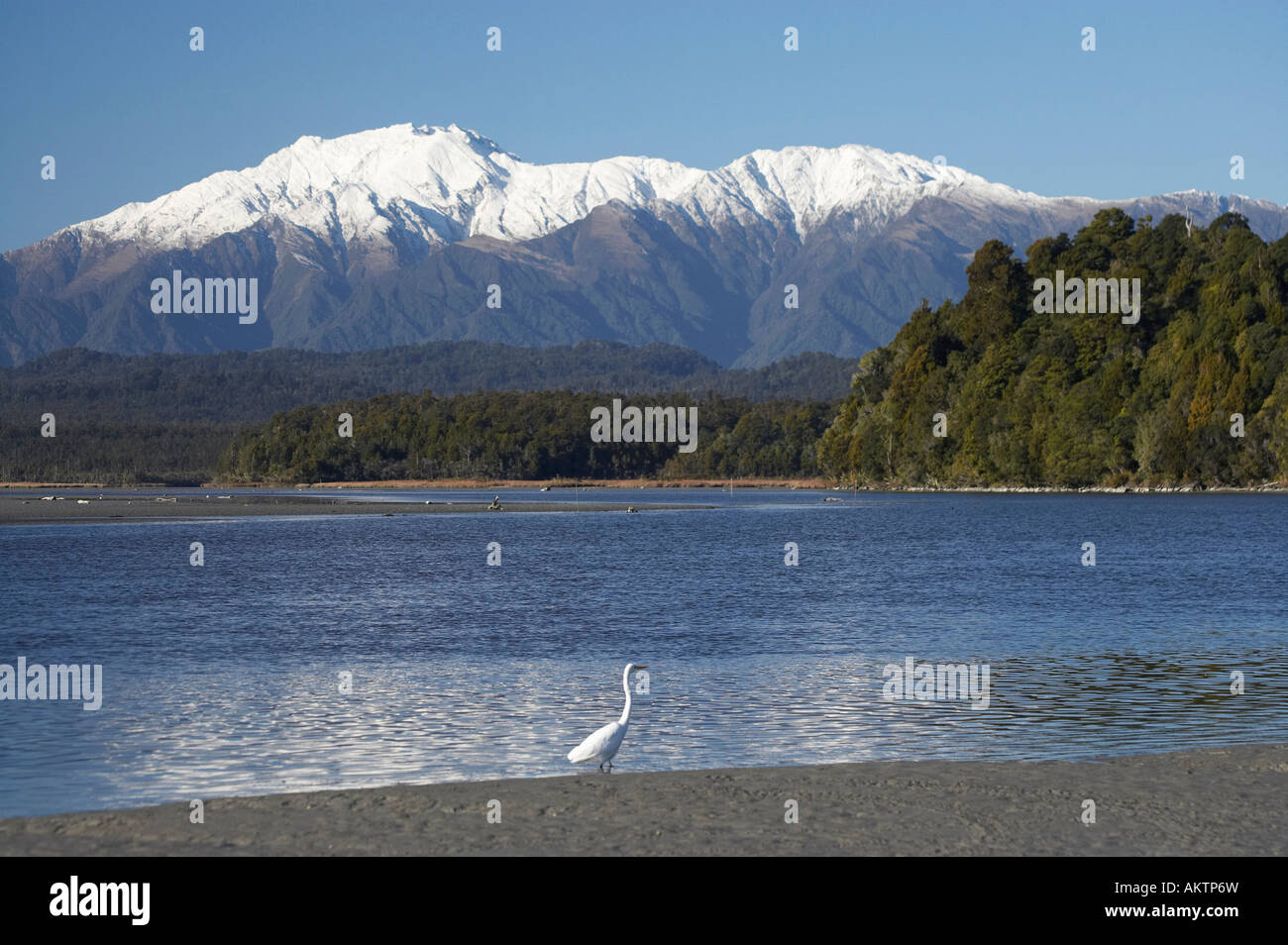 Airone bianco Kotuku Okarito laguna costa ovest di Isola del Sud della Nuova Zelanda Foto Stock