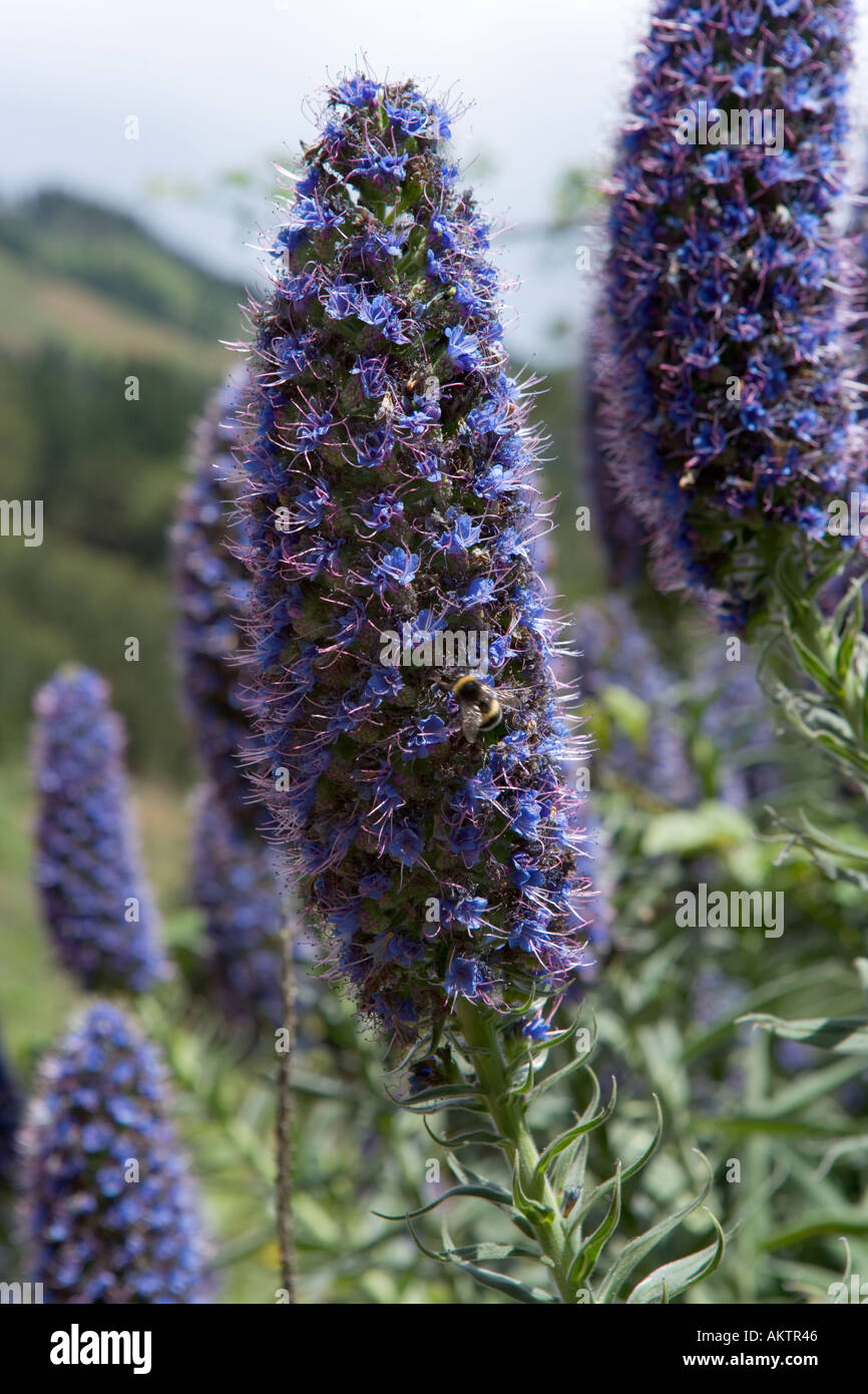 Fiori selvatici, Madera, Portogallo. Orgoglio di Madeira (Echium candicans). Foto Stock