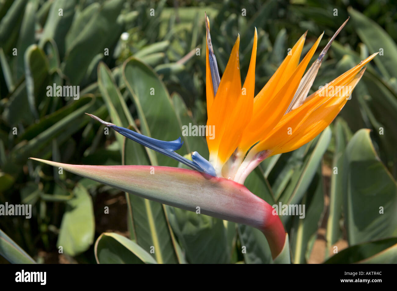 Strelitzia reginae (uccello del paradiso fiore), Madeira, Portogallo Foto Stock