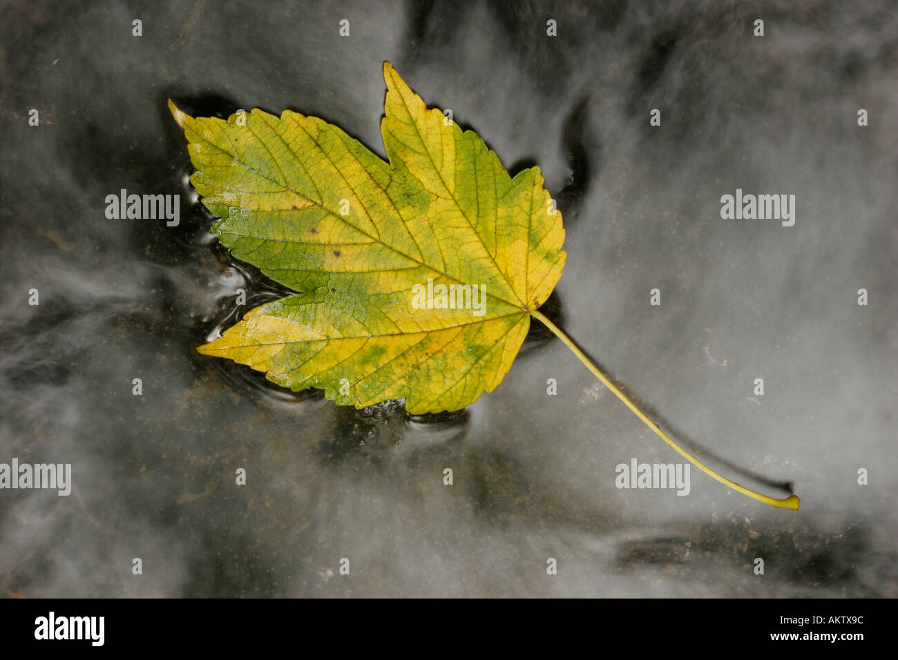 Acero Acer pseudoplatanus foglie galleggianti in Stream Foto Stock