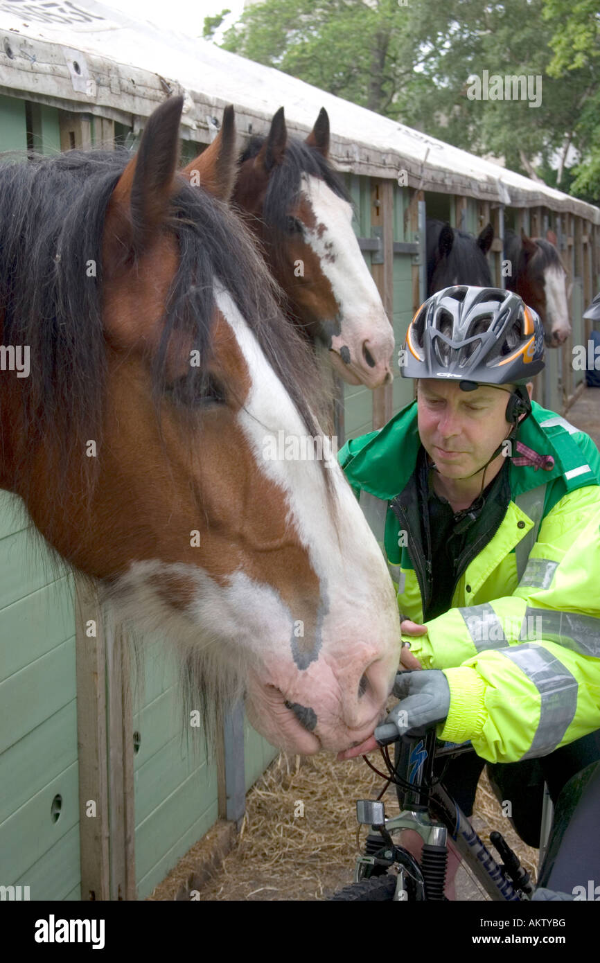 Due addetti al pronto soccorso pacche un shire cavallo mentre riposa in competizioni netween presso il Royal Highland Show, Edimburgo Foto Stock