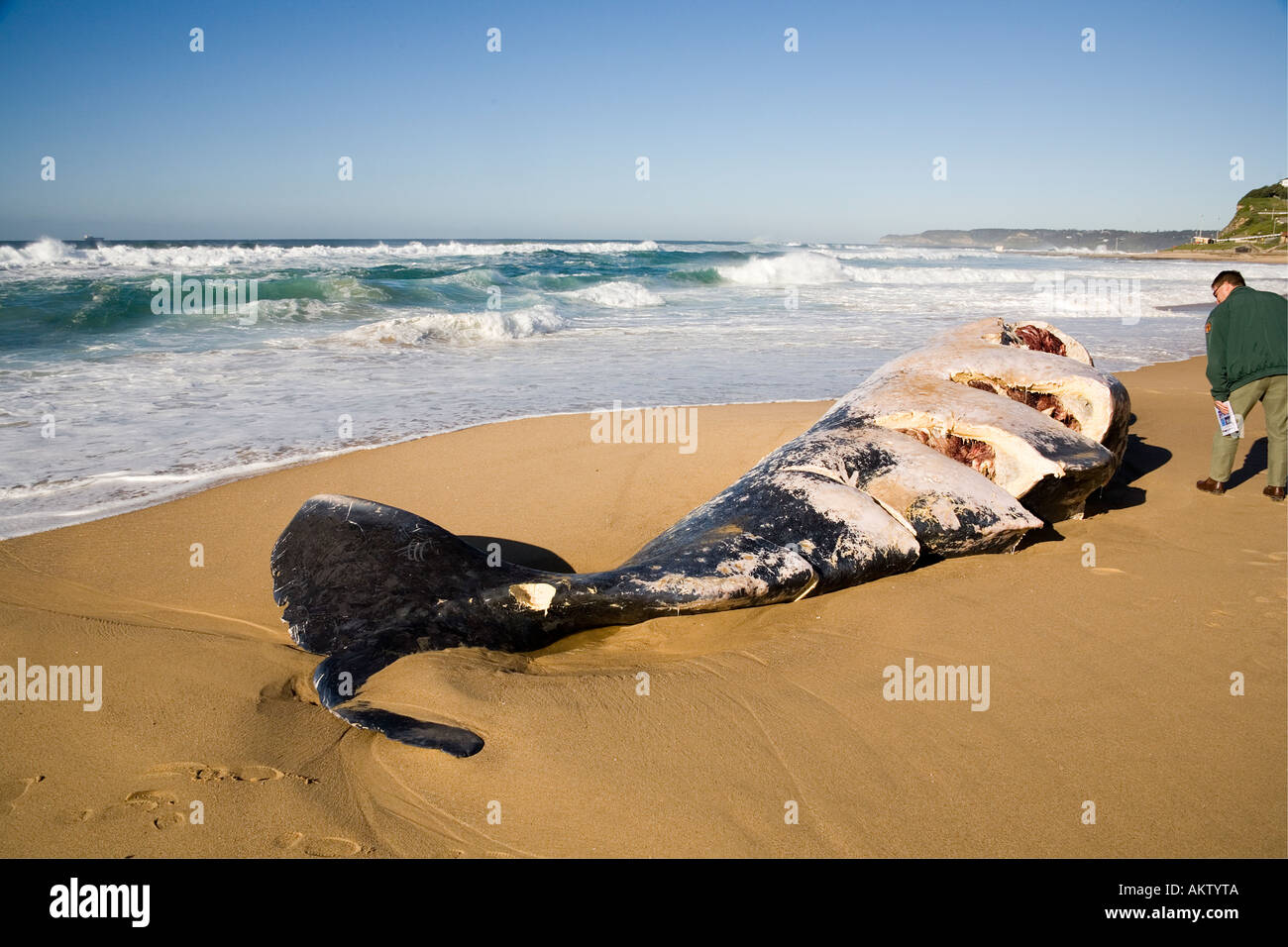 Australia balena spiaggiata tagliato dalla barca (contenitore nave) elica Foto Stock