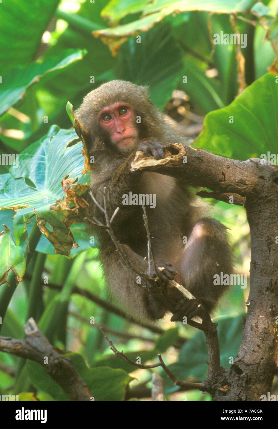 Giappone, Kagoshima, Yakushima,Yakushima macaco (Macaca fuscata yakui) (non disponibile per i clienti europei) Foto Stock