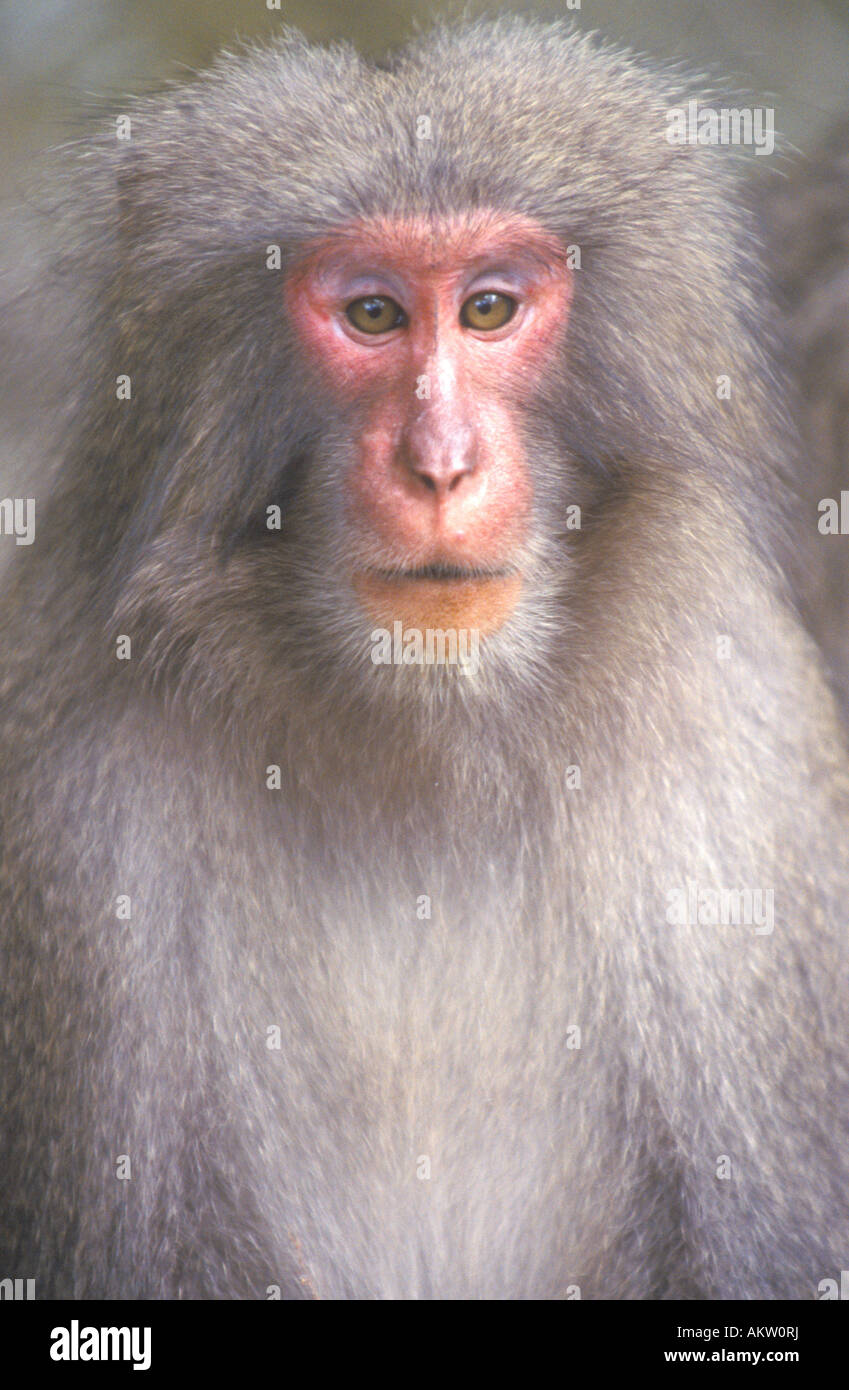 Giappone, Kagoshima, Yakushima,Yakushima macaco (Macaca fuscata yakui) Foto Stock