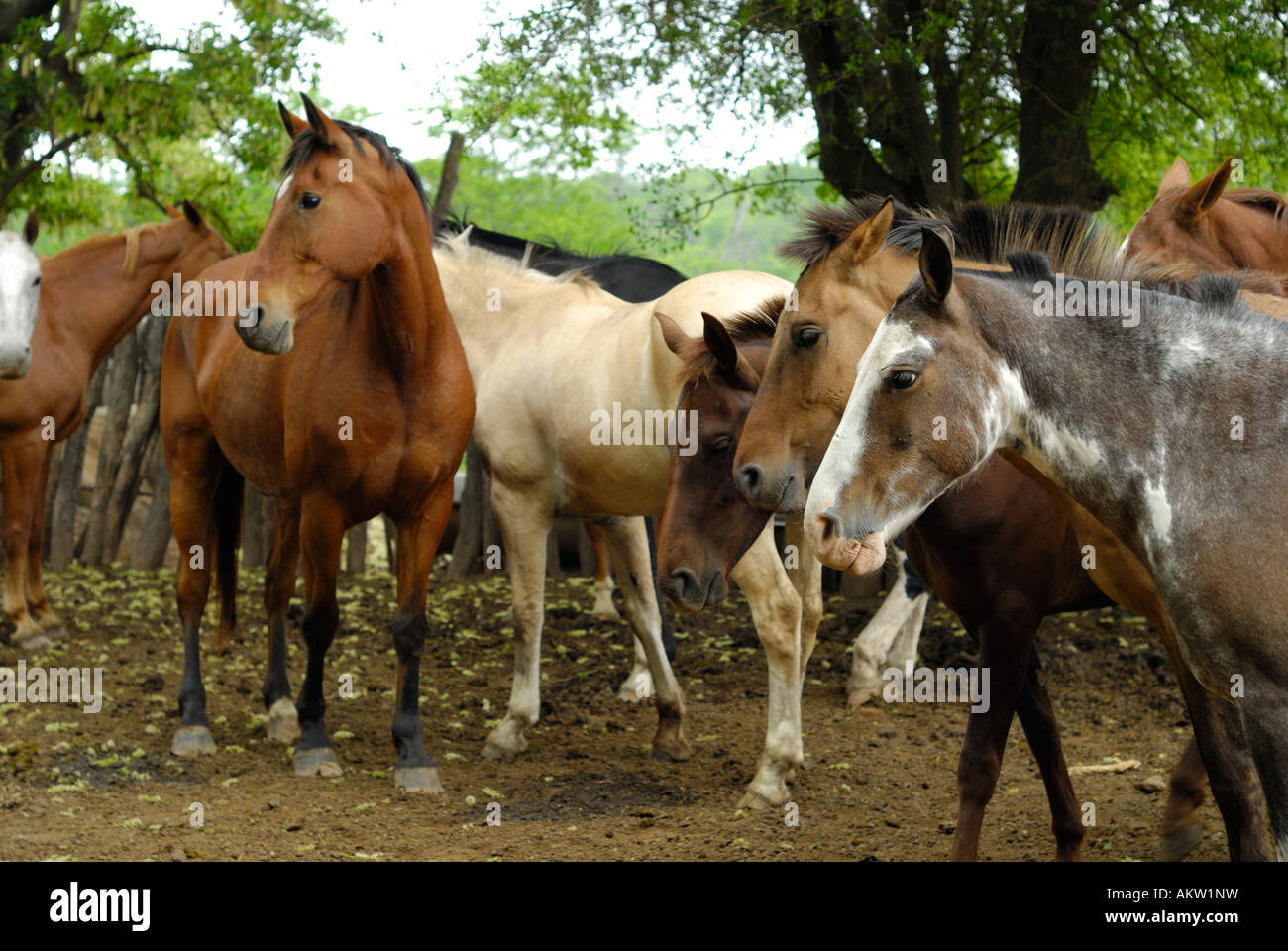 Cavalli argentini, Fiesta de la Tradición, San Antonio de Areco, Provincia de Buenos Aires, Argentina Foto Stock