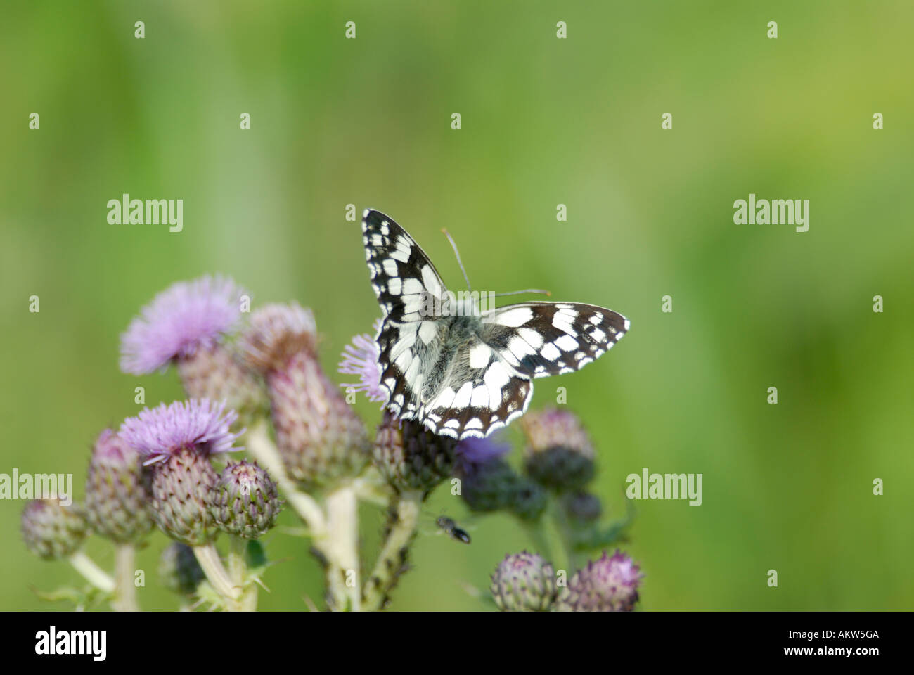 Bianco Marmo butterfly Melanargia galathea con ali aperte alimentazione su un creeping thistle Foto Stock