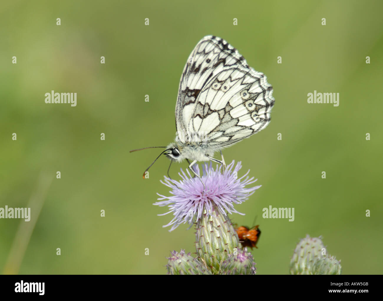 Maschio bianco marmo butterfly Melanargia galathea alimentazione su un creeping thistle Foto Stock