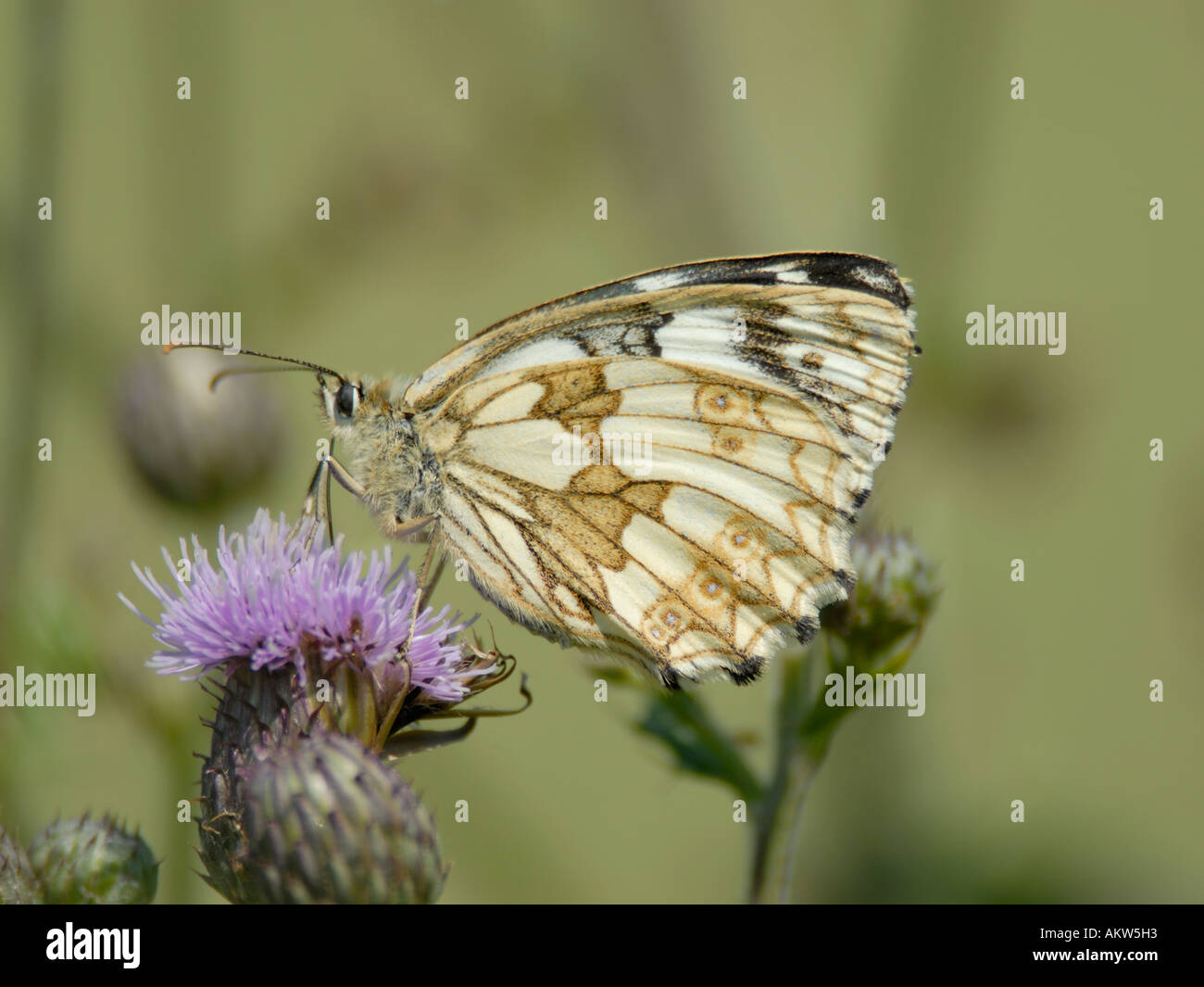 Femmina bianca in marmo butterfly Melanargia galathea alimentazione su un creeping thistle Foto Stock