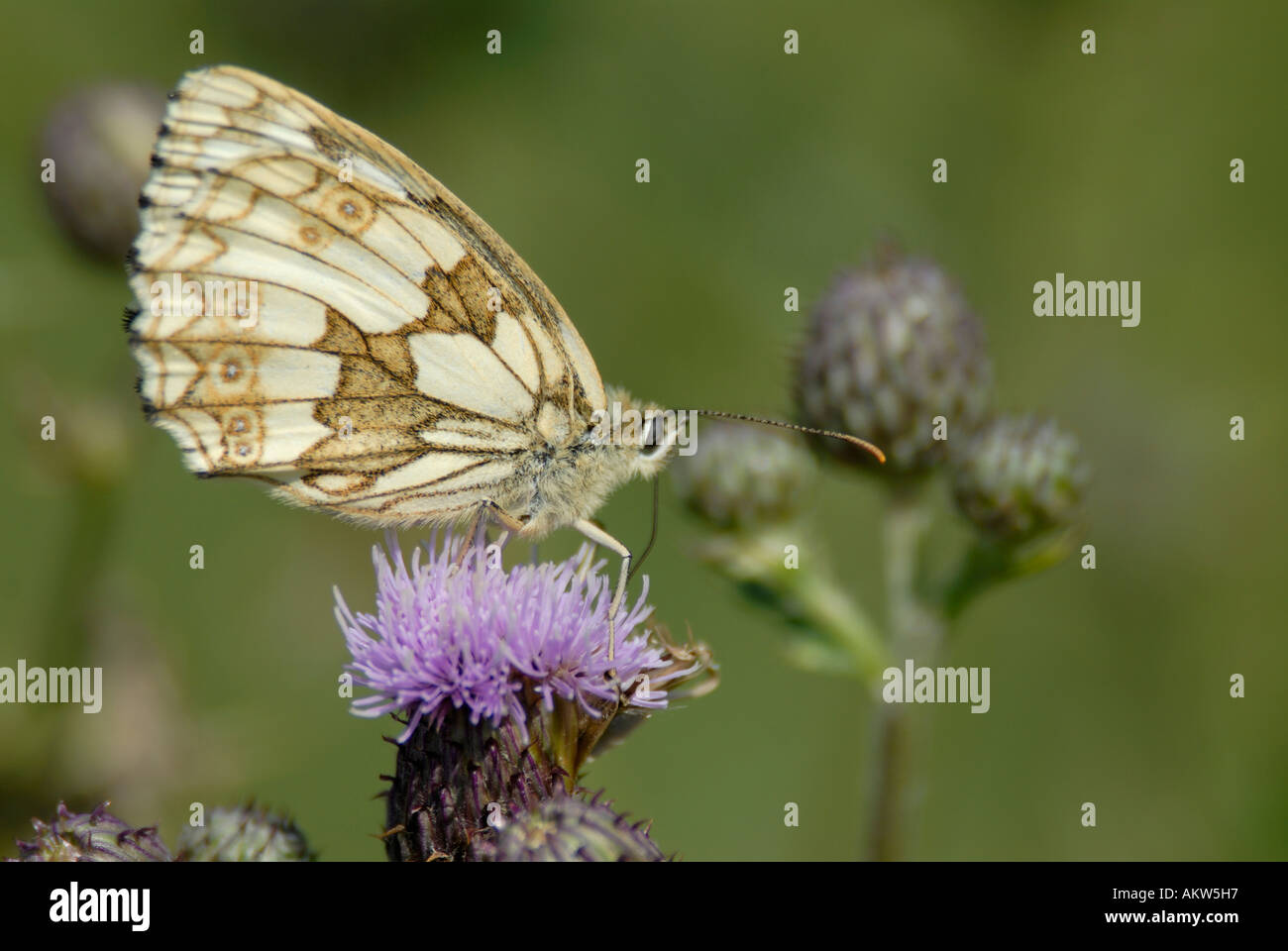Femmina bianca in marmo butterfly Melanargia galathea alimentazione su un creeping thistle Foto Stock