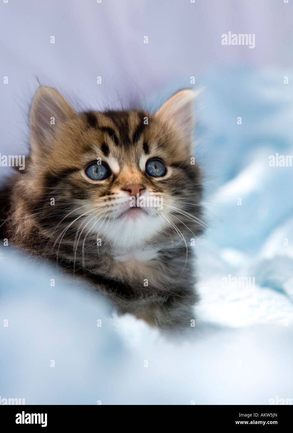 Tabby kitten cercando alert Foto Stock