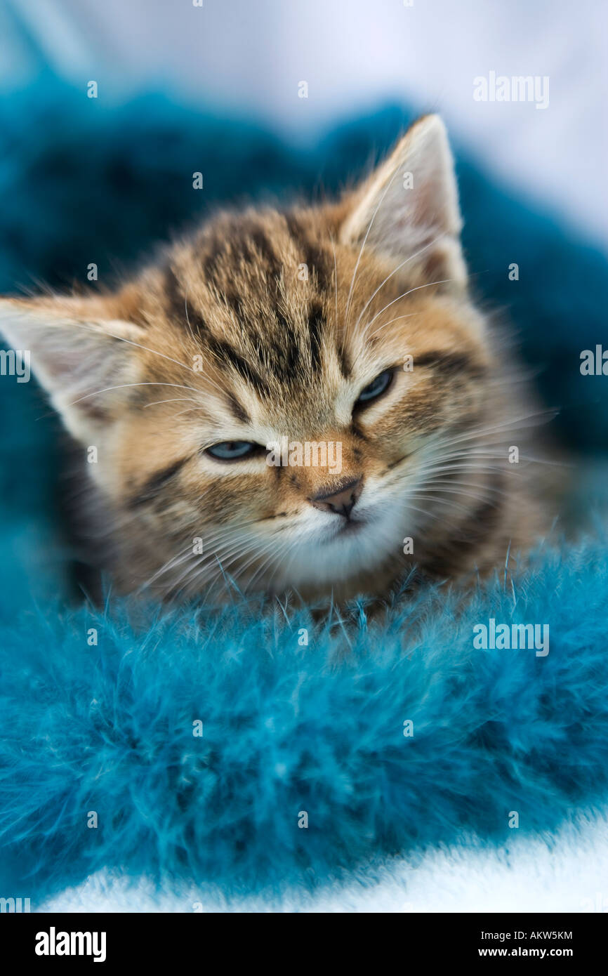 Tabby gattino addormentato Foto Stock