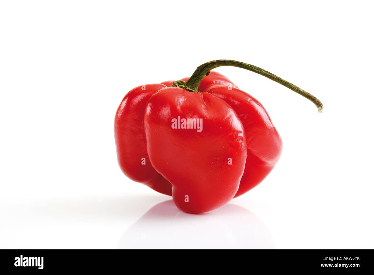 Un unico peperoncino habanero close-up Foto Stock