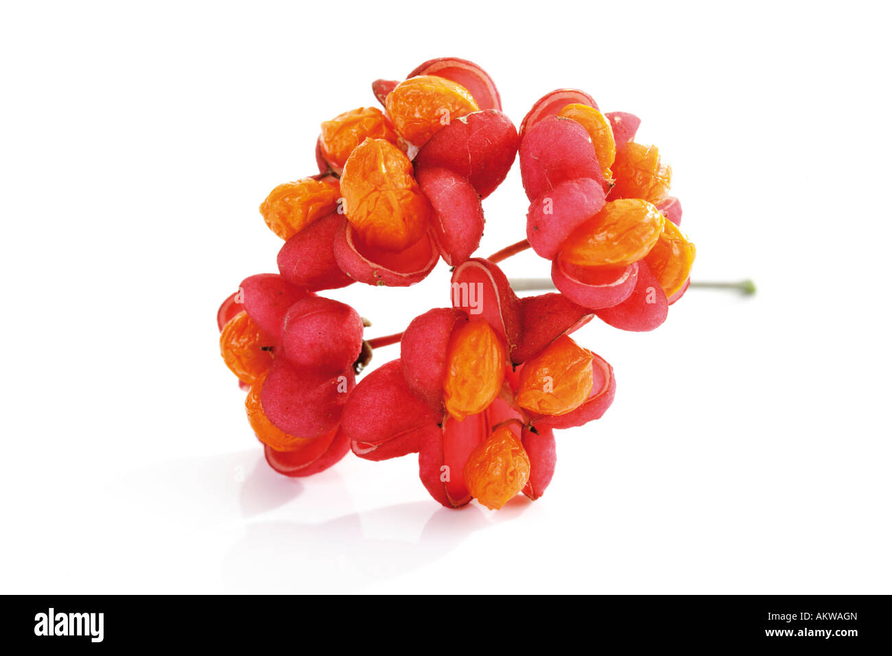 Fiori di albero di mandrino (Euonymus europaeus), close-up Foto Stock