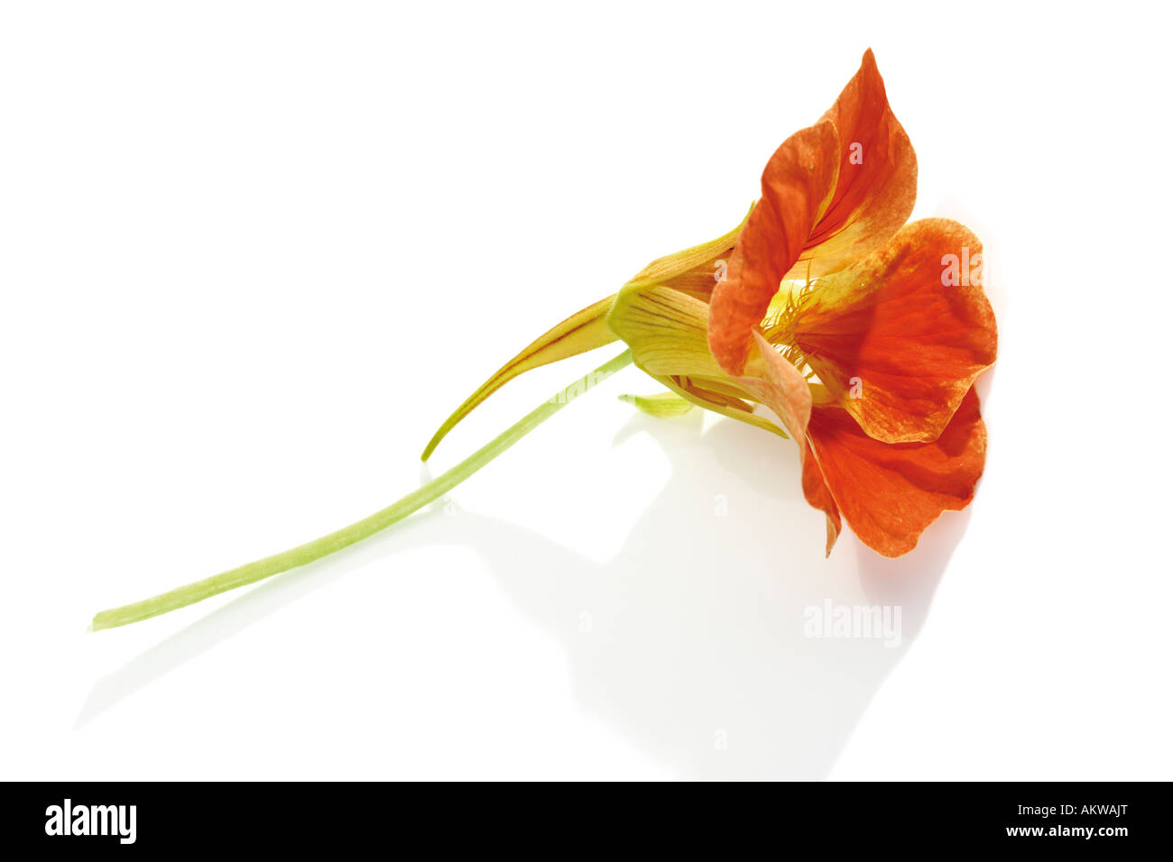 Fiore di nasturtium (Tropaeolum majus), close-up Foto Stock