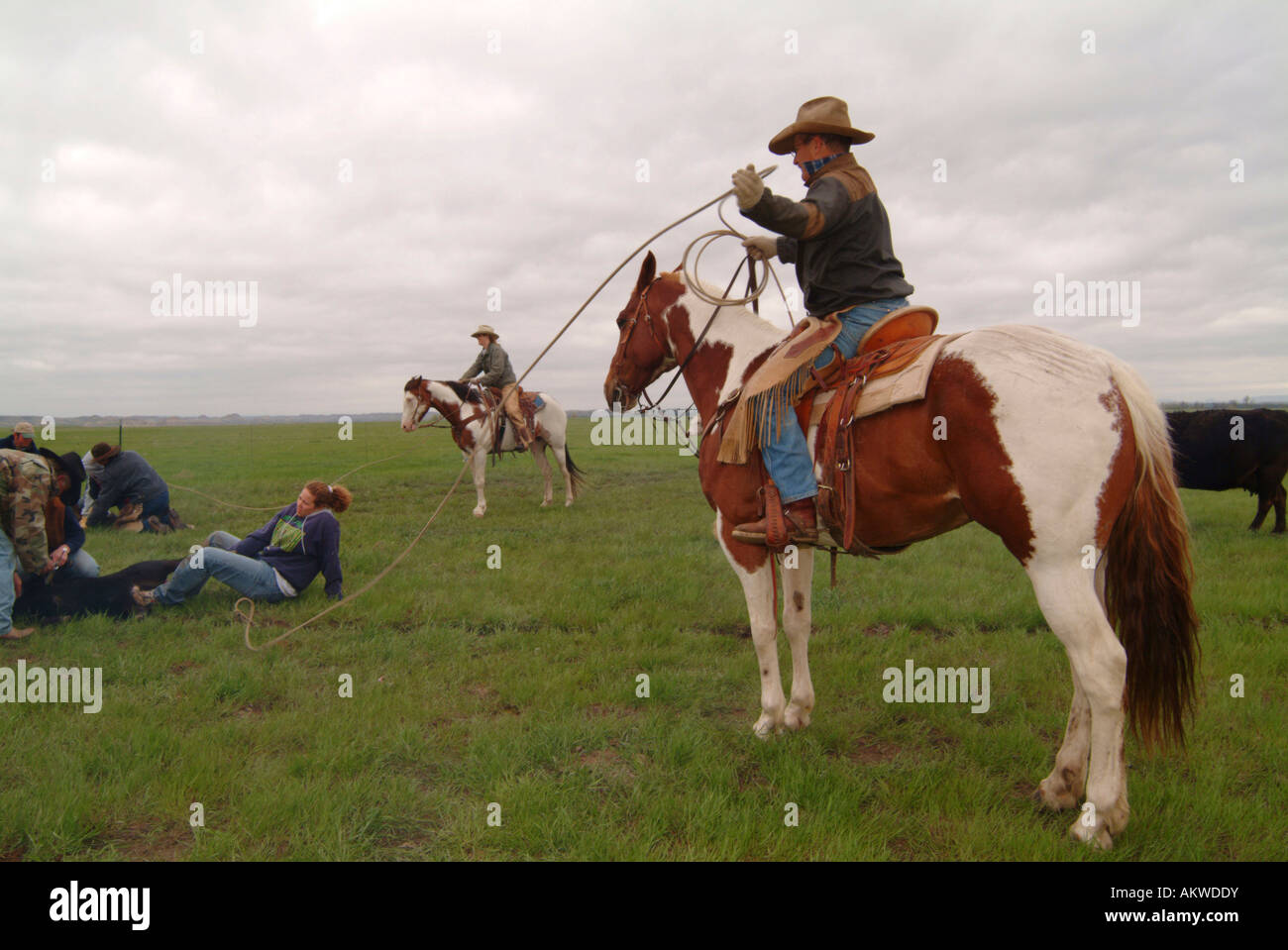 Gli allevatori di bestiame di lavoro sul campo di registrazione Ranch North Dakota Foto Stock