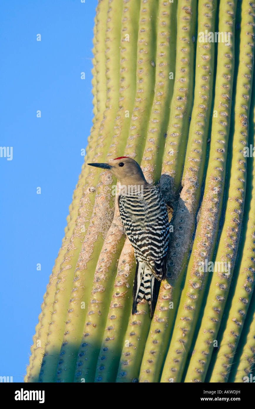 Gila Picchio uropygialis Melanerpes Tucson in Arizona Stati Uniti possono maschio adulto a nido foro Foto Stock