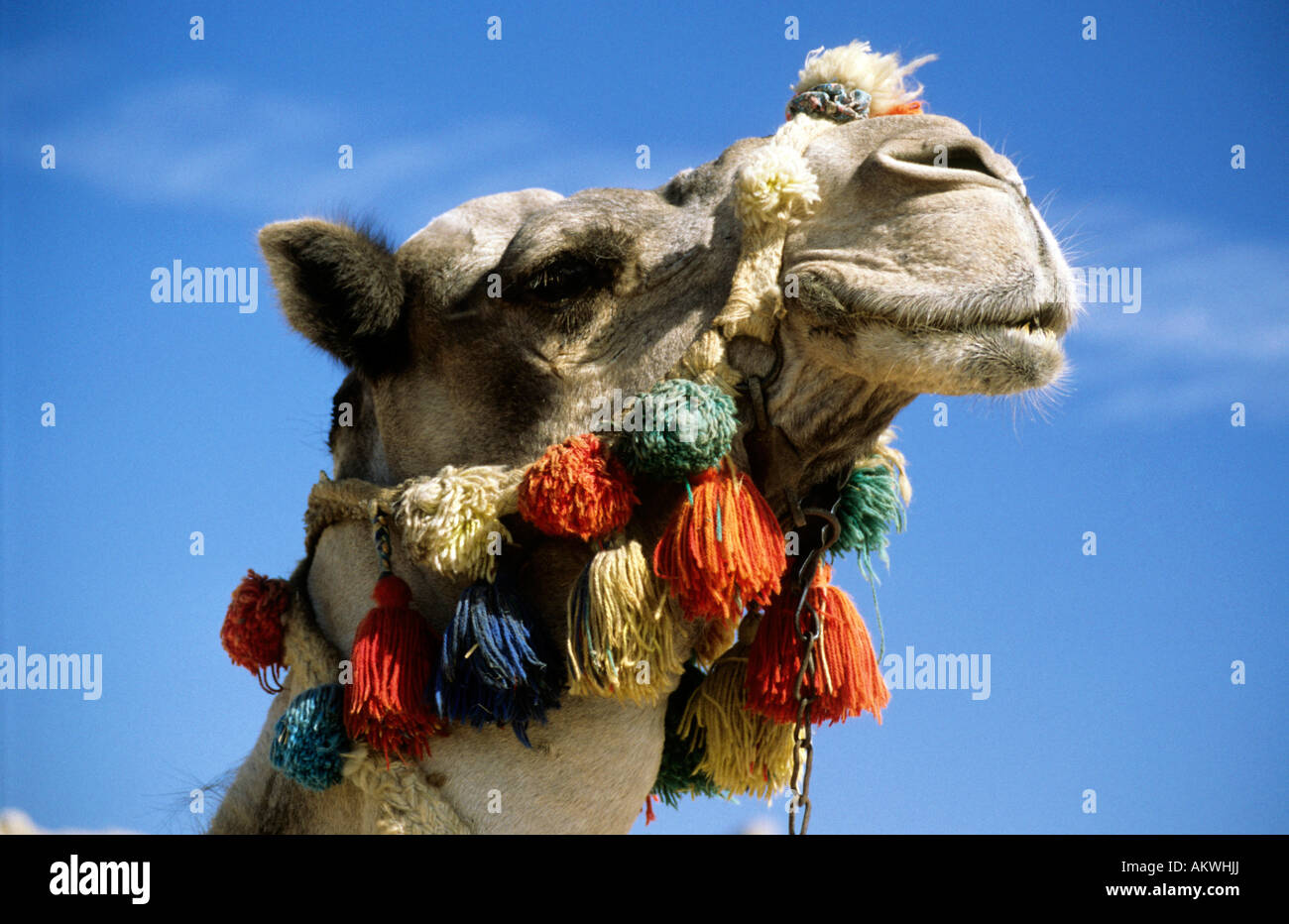 Profilo laterale Ritratto di Camel (profilo laterale Ritratto di cammello in testa piena abito, (Camelus dromedarius) Foto Stock