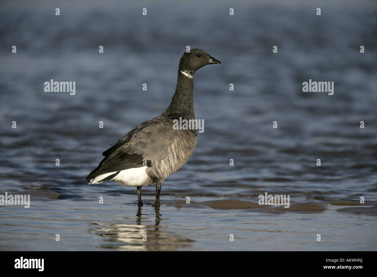 Brent goose Branta bernicla Norfolk inverno Foto Stock