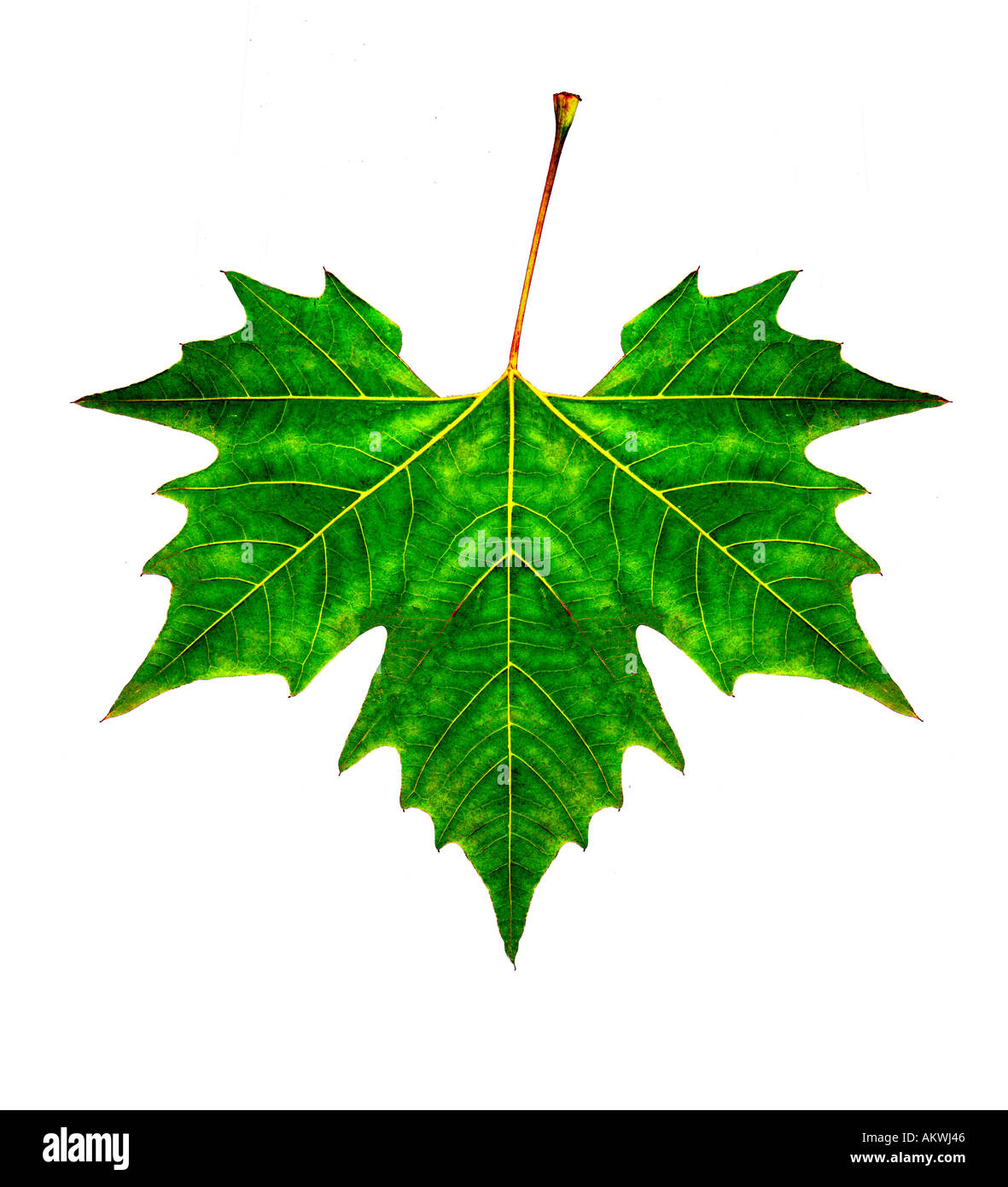 Singola foglia verde contro uno sfondo bianco intaglio mostrante il dettaglio della struttura di tessitura vene Foto Stock