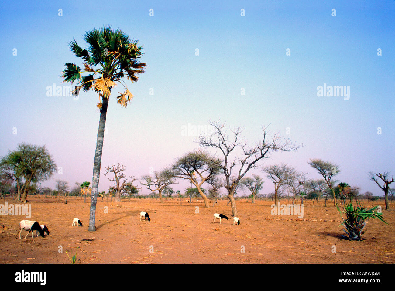 Sub Sahariana, paesaggio Mali Foto Stock