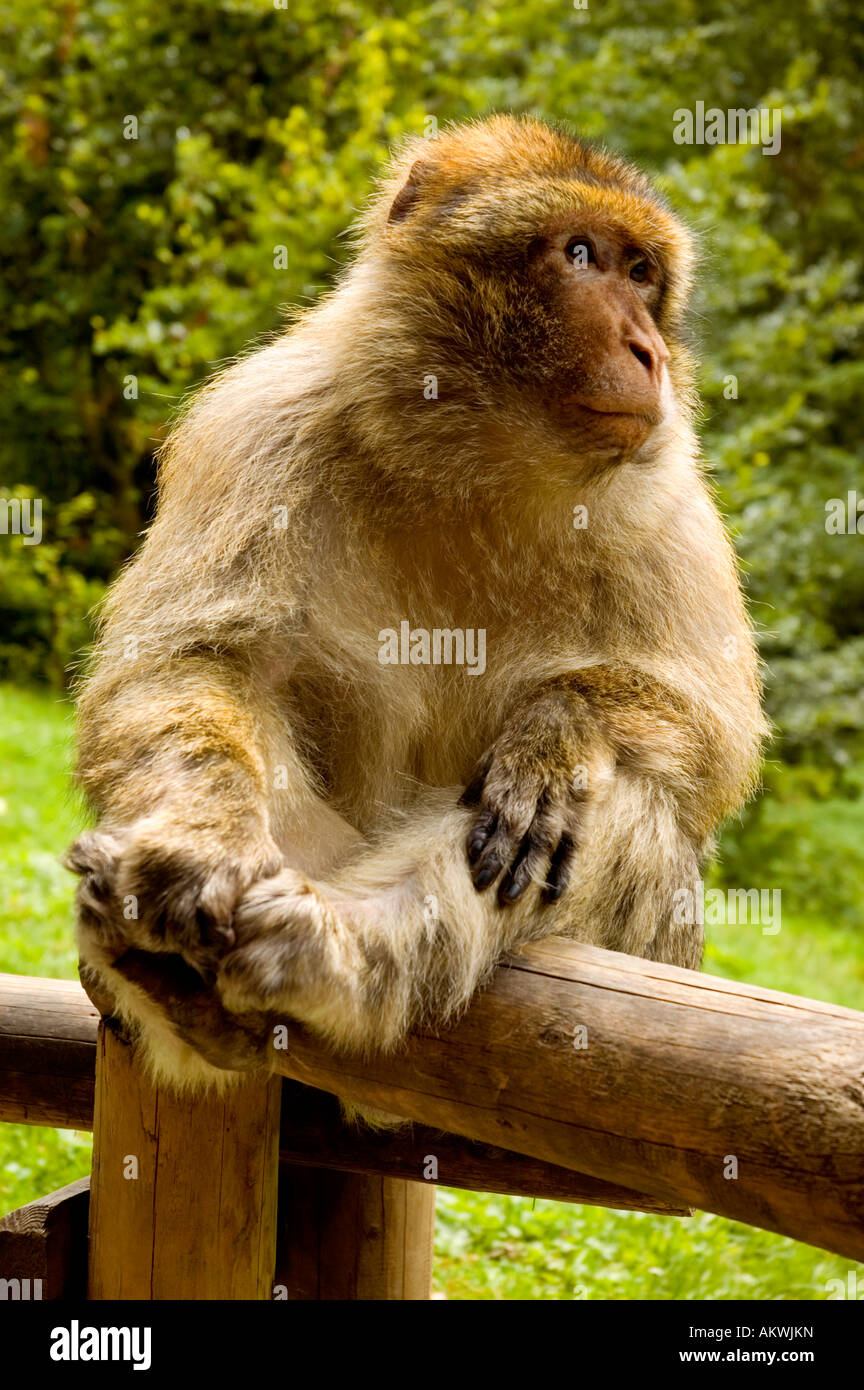 Barberia ape seduto un recinto, Berberaffe auf einem Zaun sitzend Foto Stock
